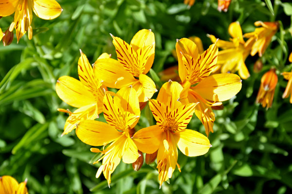 flowers in the garden area